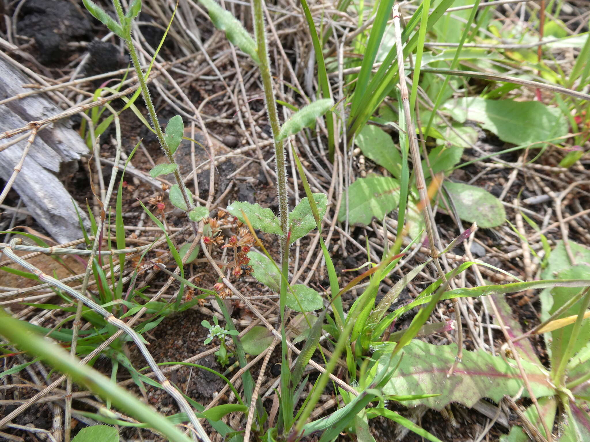 صورة Wahlenbergia gracilenta Lothian