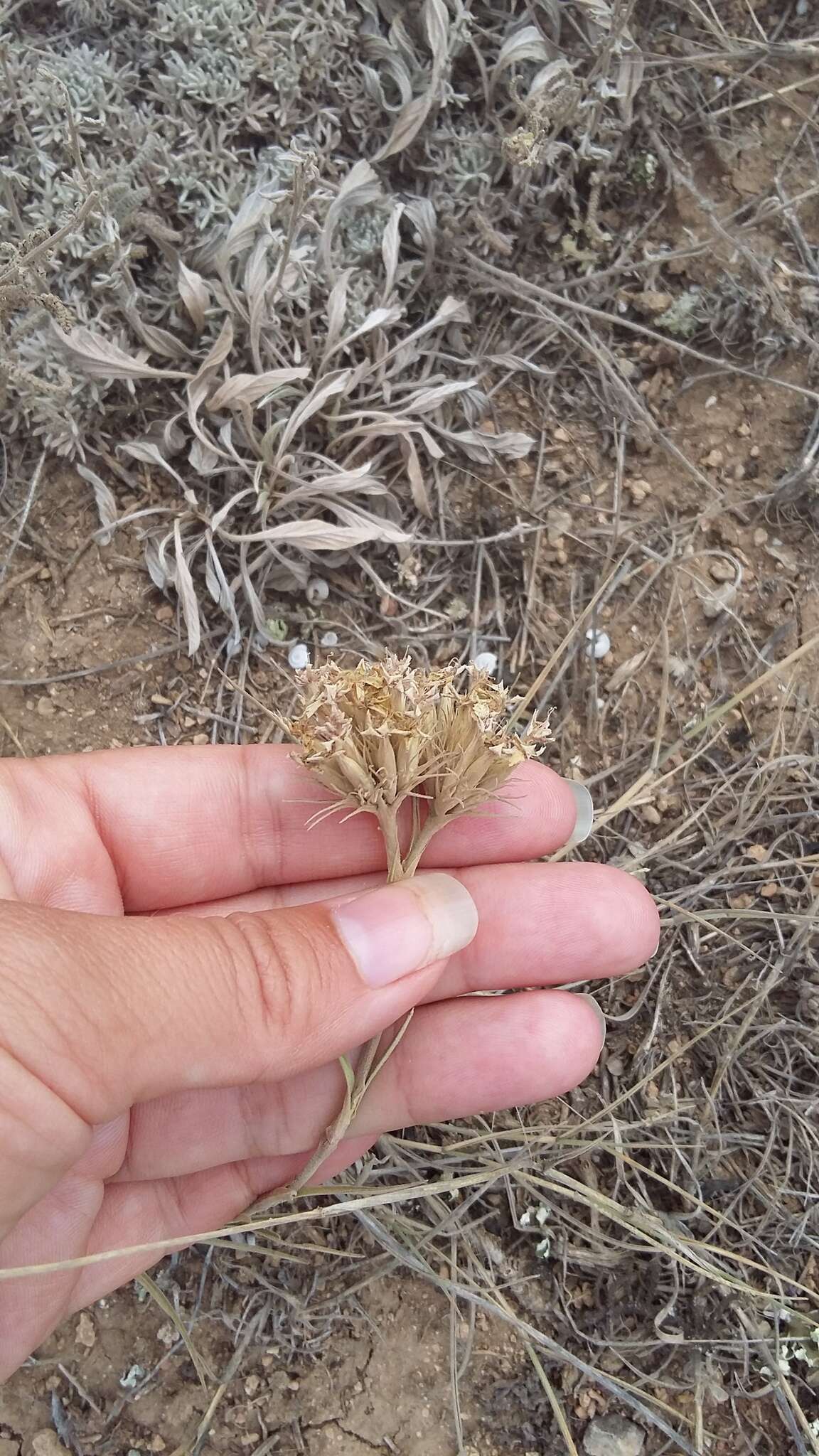 Image of Dianthus pseudarmeria M. Bieb.