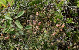 Hermannia ternifolia C. Presl的圖片