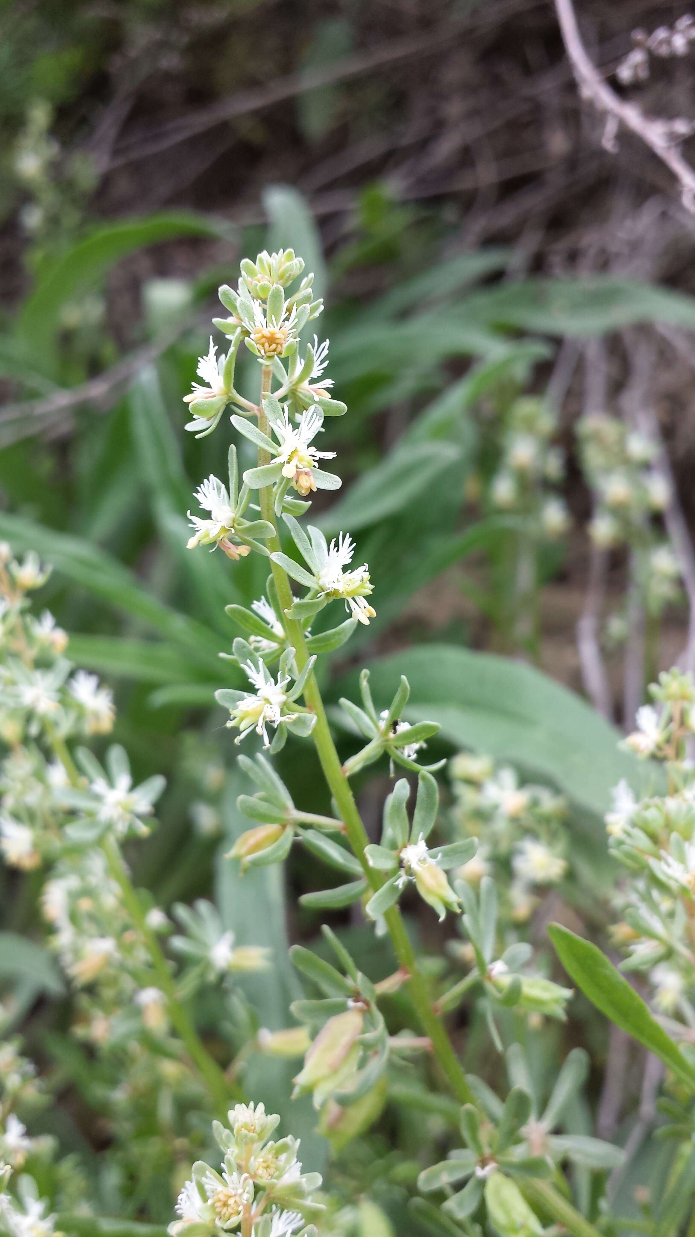 Image of rampion mignonette