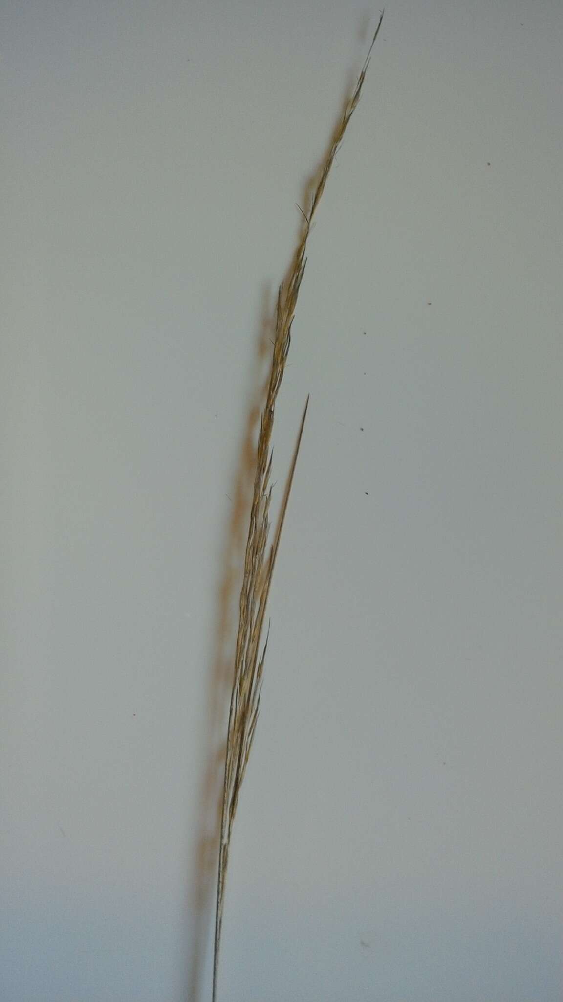 Image of Austrostipa stipoides (Hook. fil.) S. W. L. Jacobs & J. Everett