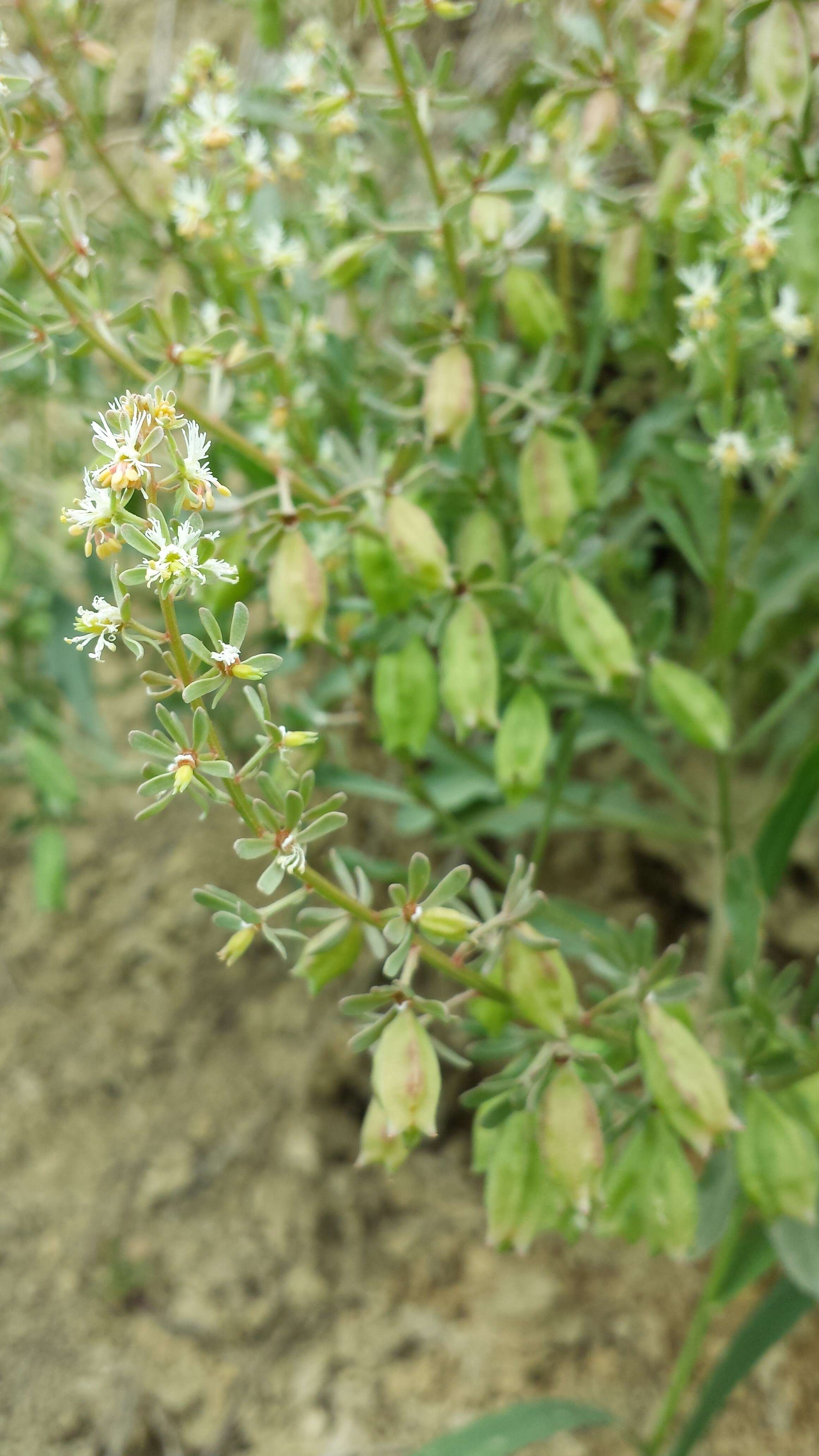 Image of rampion mignonette