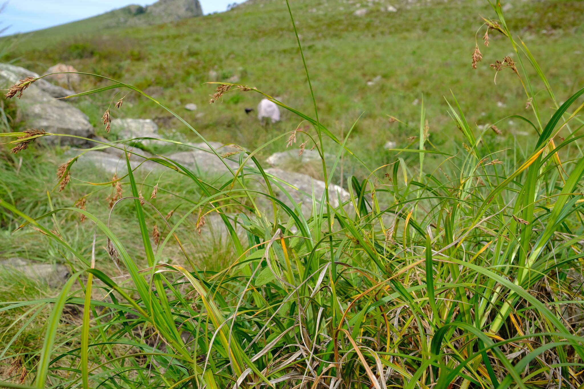 Image of Scleria transvaalensis E. F. Franklin