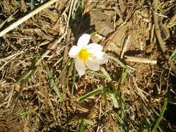 Image of Crocus aleppicus Baker