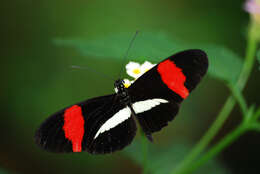 Image of Crimson Patched Longwing