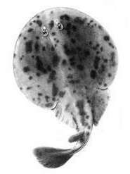 Image of Electric ray