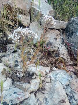 Image of Sedum gypsicola Boiss. & Reuter