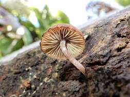 Слика од Simocybe phlebophora E. Horak 1980