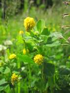 Image of black medick