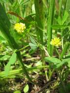 Image of black medick