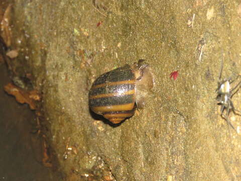 Pomacea glauca (Linnaeus 1758) resmi