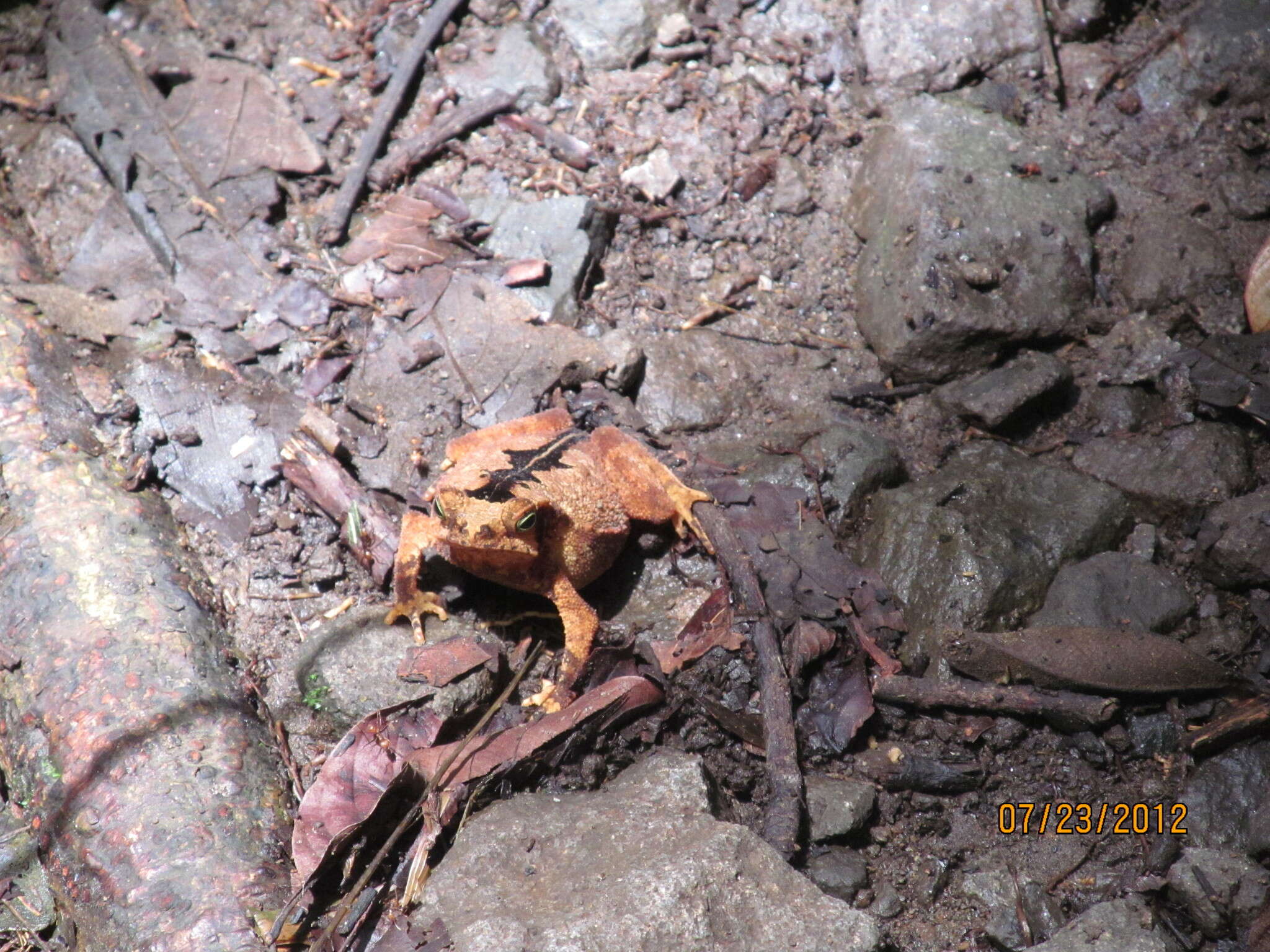 Rhinella alata (Thominot 1884)的圖片