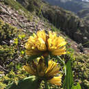 Image of Spotted Gentian