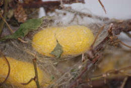 Imagem de Bombyx mori Linnaeus 1758