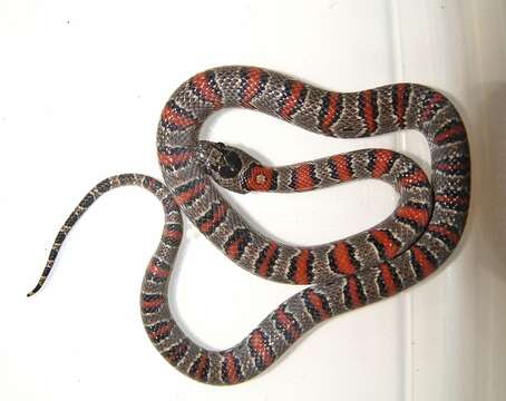 Image of Mexican Kingsnake