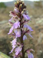 Image of Himantoglossum metlesicsianum (W. P. Teschner) P. Delforge