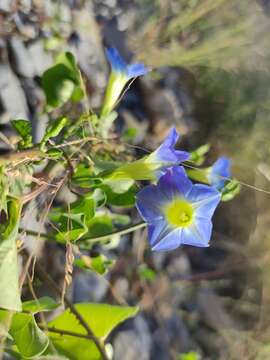 Plancia ëd Ipomoea cardiophylla A. Gray