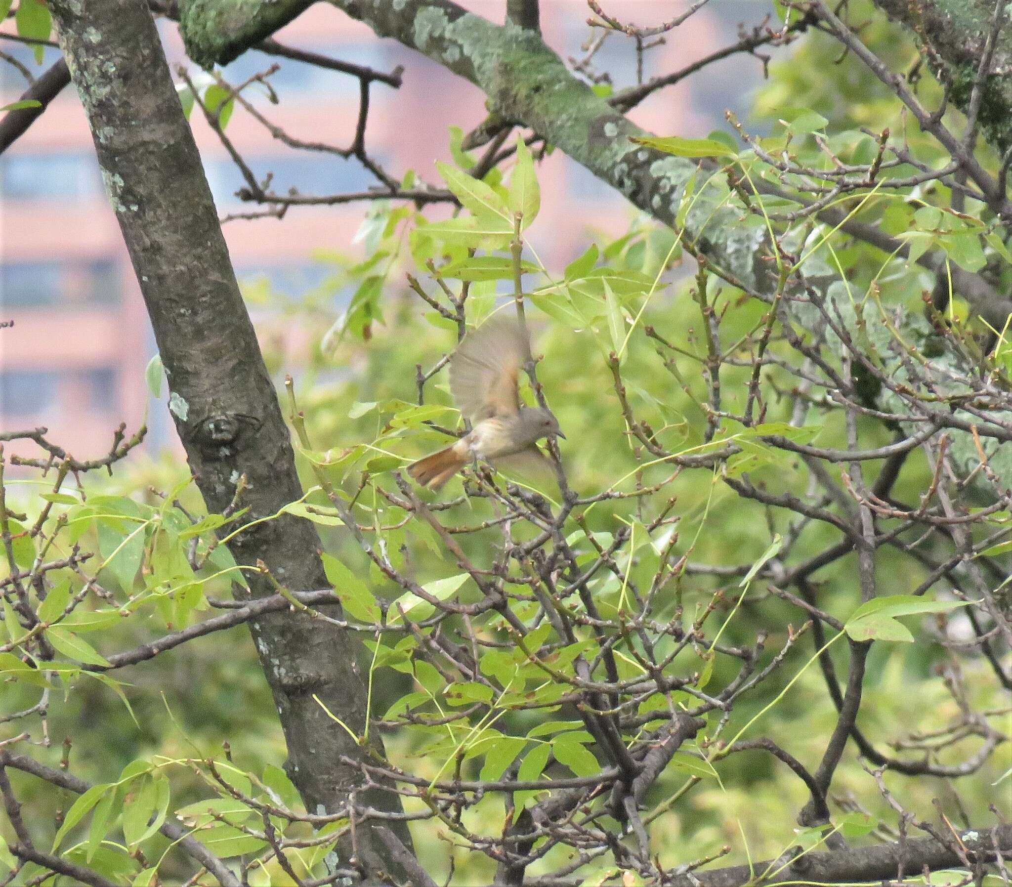 Image of Rufous-tailed Tyrant