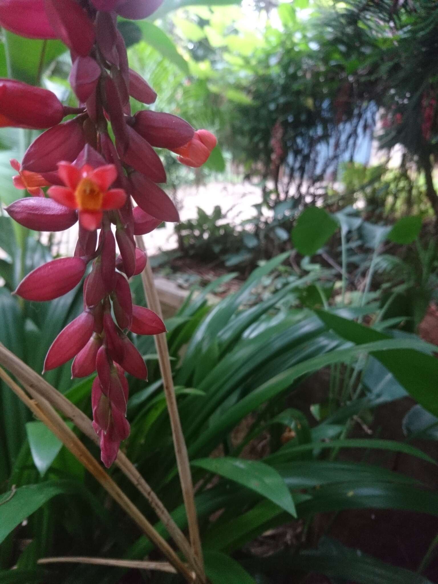 Plancia ëd Thunbergia coccinea Wall.