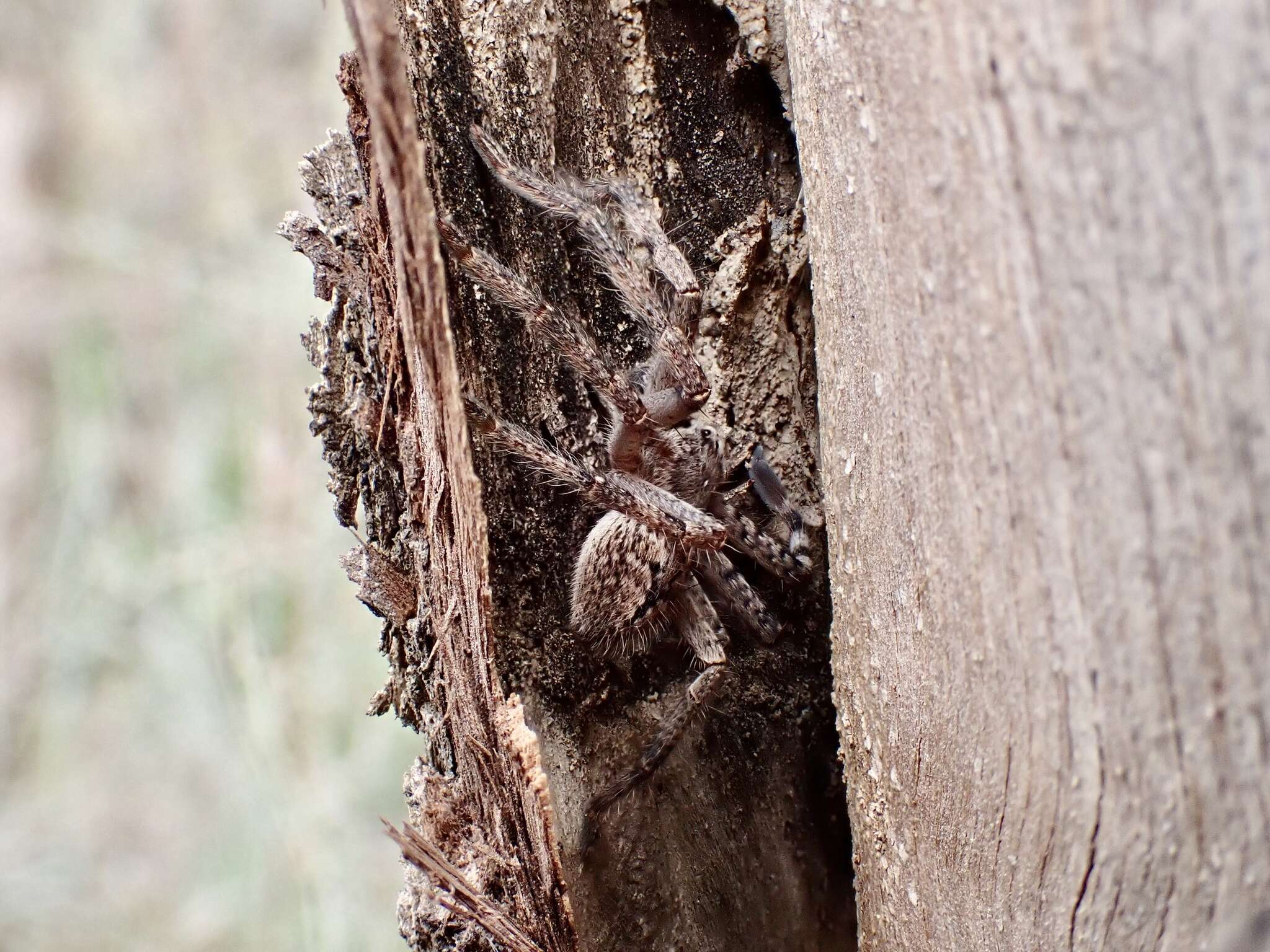 Image of Isopedella cerussata (Simon 1908)