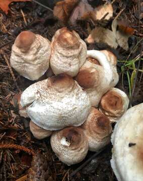 Image of Leucoagaricus meleagris (Gray) Singer 1951