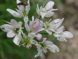 Image of Allium massaessylum Batt. & Trab.