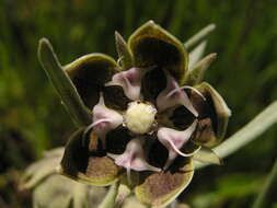 Image of Miraglossum davyi (N. E. Br.) F. K. Kupicha