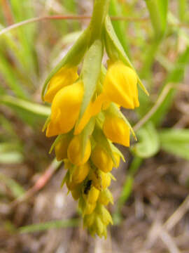 Plancia ëd Schizochilus cecilii subsp. culveri (Schltr.) H. P. Linder