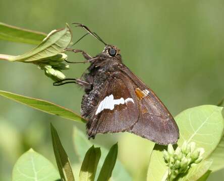 Imagem de Epargyreus clarus Cramer 1775