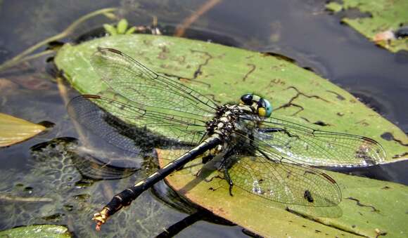 Image of Lilypad Clubtail