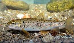 Image of Brown Trout