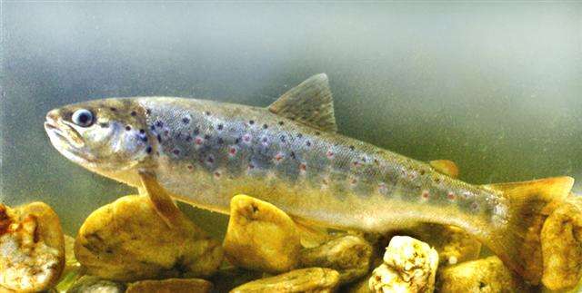 Image of Brown Trout