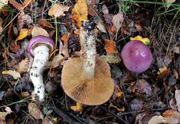 Image of Cortinarius lebre Garrido 1988