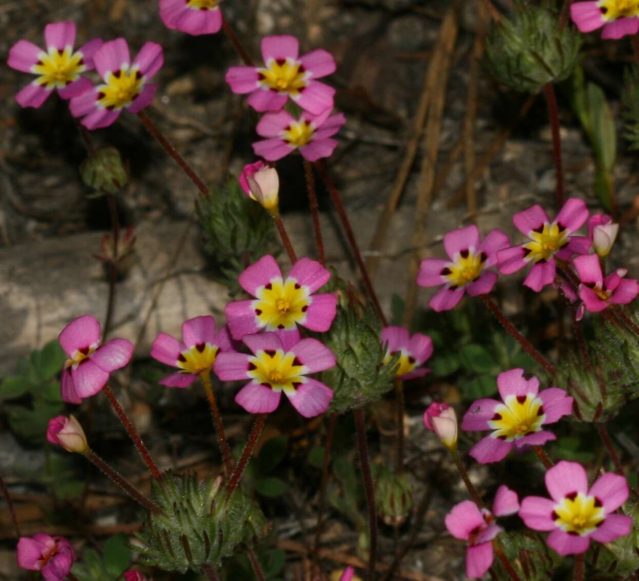 Image of mustang clover