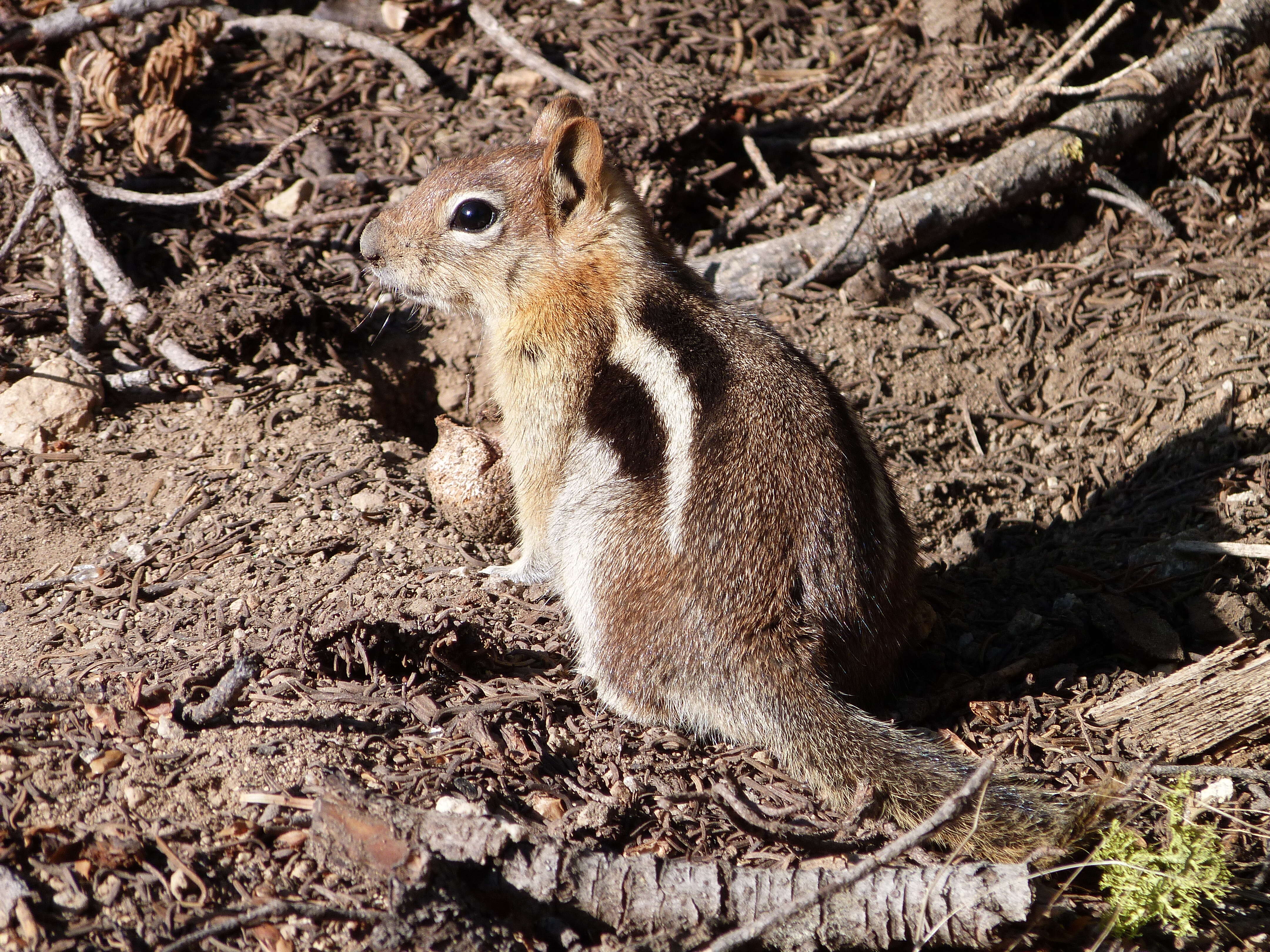 Callospermophilus Merriam 1897 resmi