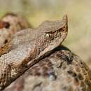 Sivun Vipera ammodytes ammodytes (Linnaeus 1758) kuva