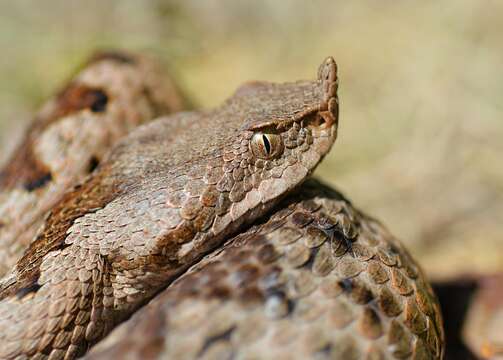 Image of Vipera ammodytes ammodytes (Linnaeus 1758)