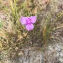 Image de Callisia ornata (Small) G. C. Tucker