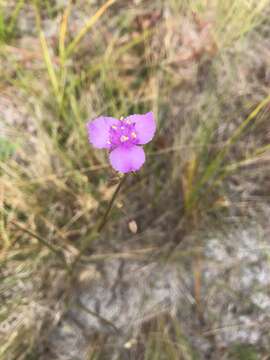 Image de Callisia ornata (Small) G. C. Tucker