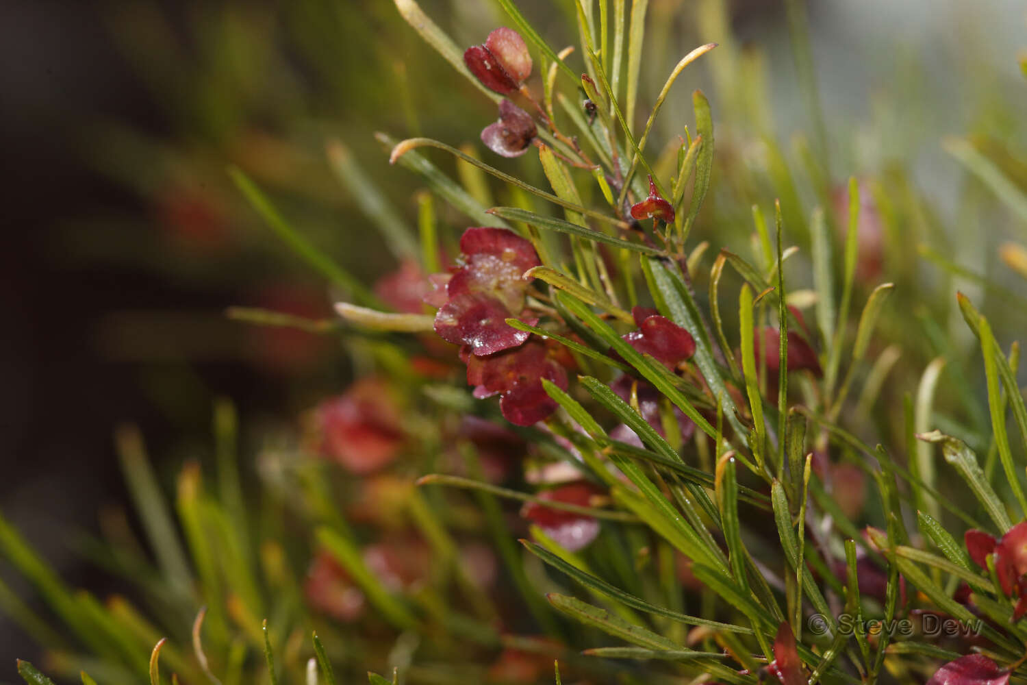 Image de Dodonaea lobulata F. Müll.