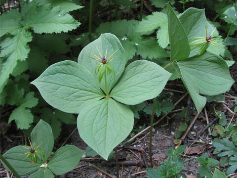 Image of herb Paris