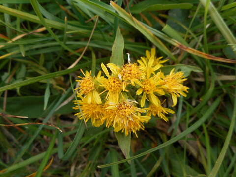 Plancia ëd Solidago virgaurea L.