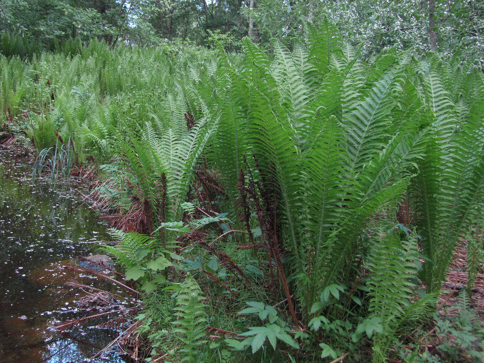 Image of ostrich fern