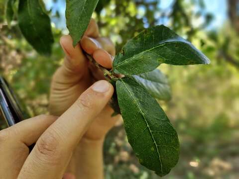 Image of Sorocea sprucei (Baill.) Macbr.