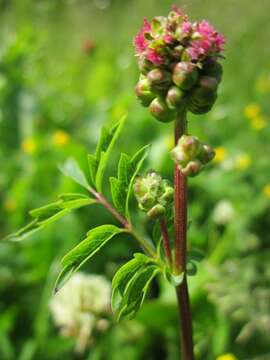 Слика од Poterium sanguisorba L.