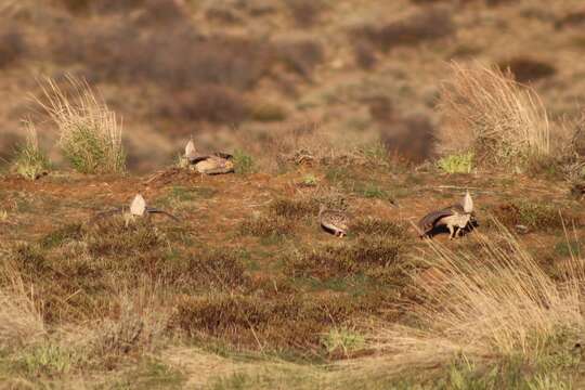 Image of Columbian Sharp-tailed Grouse