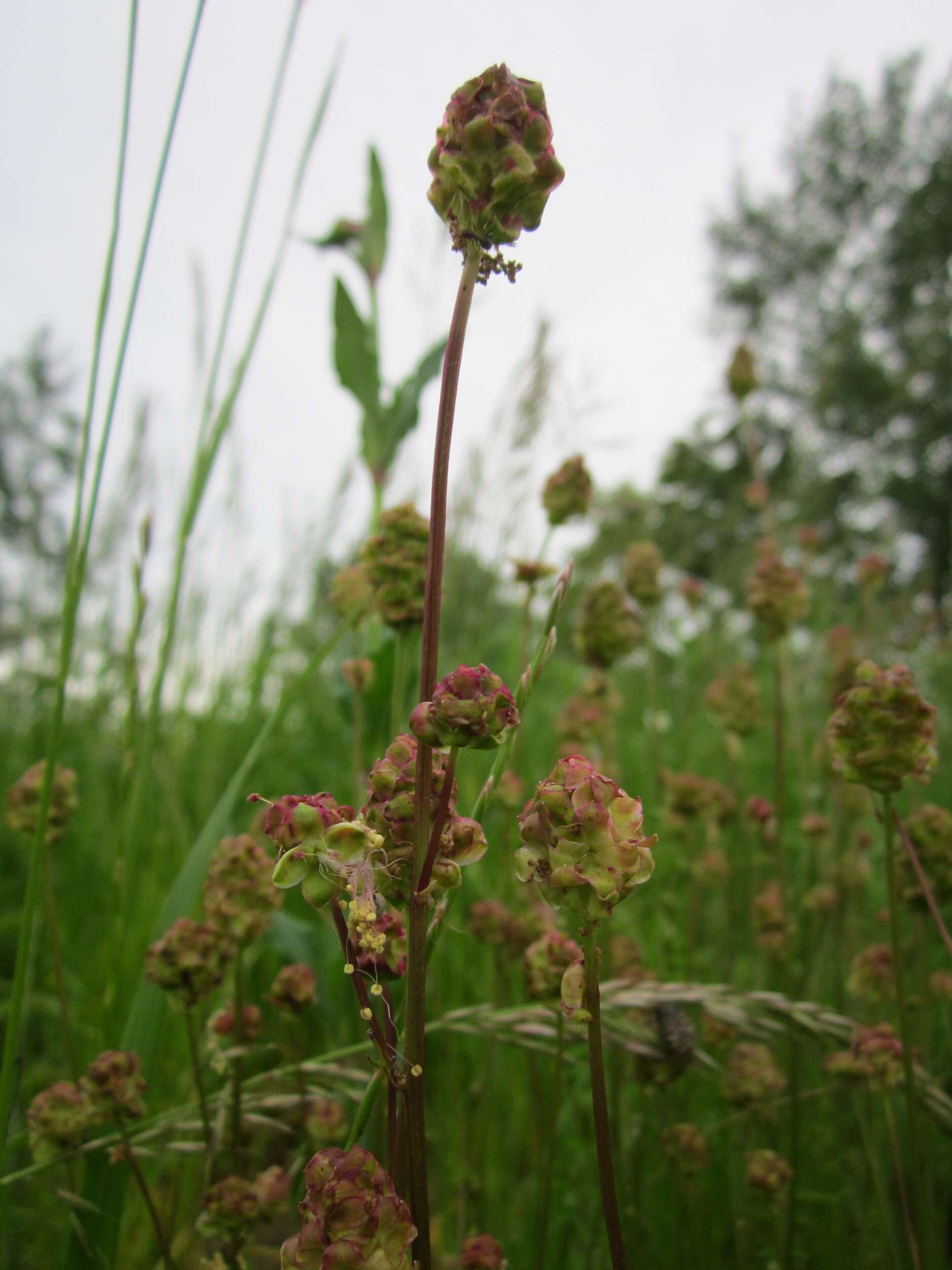 Poterium sanguisorba L.的圖片