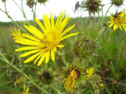 Image of Berkheya erysithales (DC.) Roessler