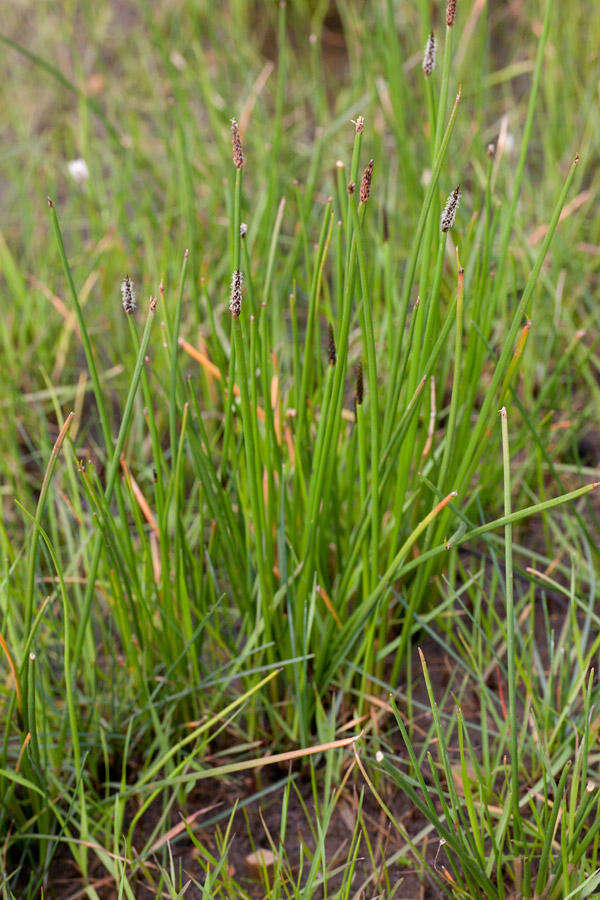 Imagem de Eleocharis limosa (Schrad.) Schult.