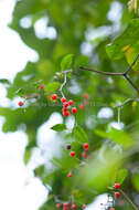 Слика од Solanum pittosporifolium Hemsl.